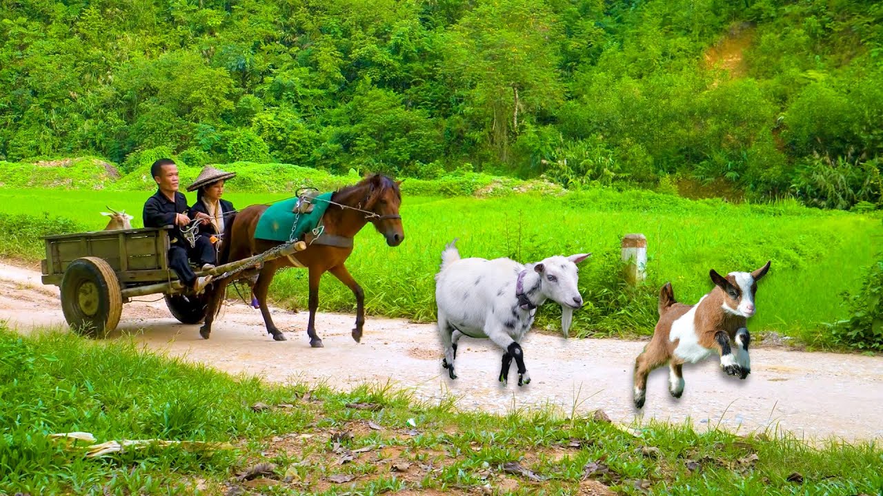 Life Gets Easier with Horse Cart - Dwarf Family Takes Goats to the Market for Trade