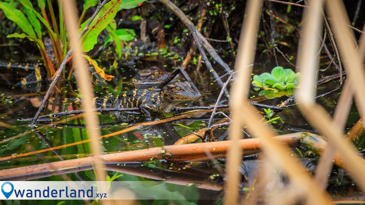 Central Florida Spring Birding - Orlando Wetlands, Black Point