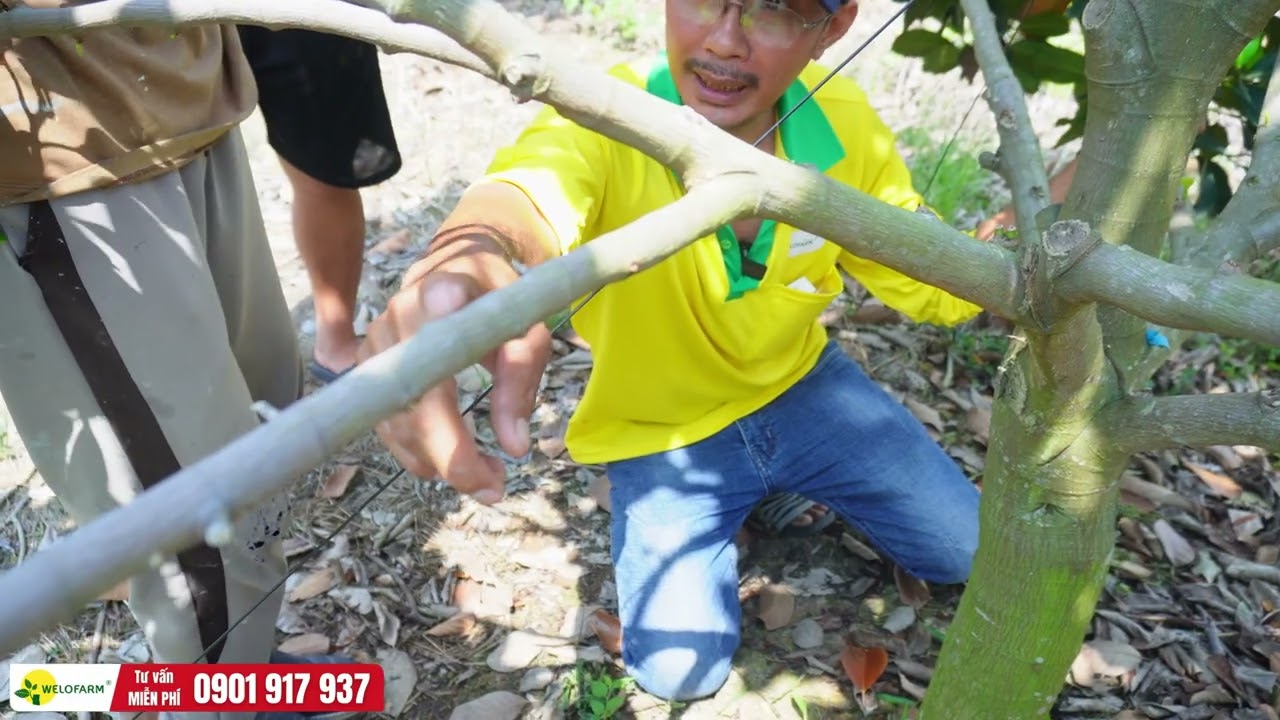 Chia sẻ kinh nghiệm chọn thời điểm ra trái mít đúng mong muốn nhà vườn