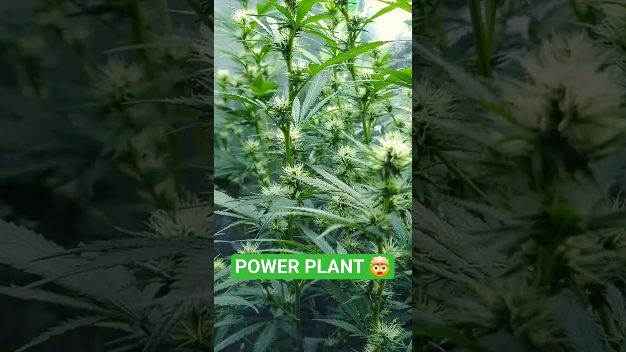 POWER PLANT - tight nodes - Monster plant incoming