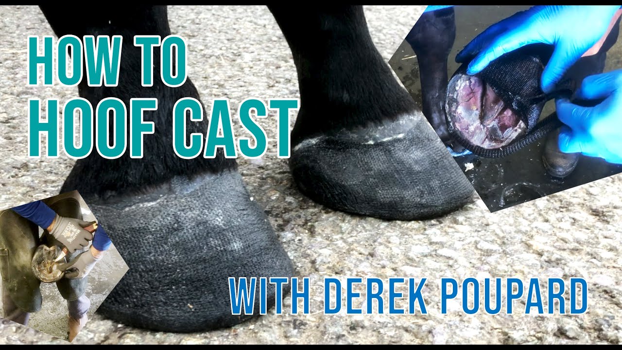 Quick Hoof Casting Demo by Derek Poupard at Godolphin, Newmarket