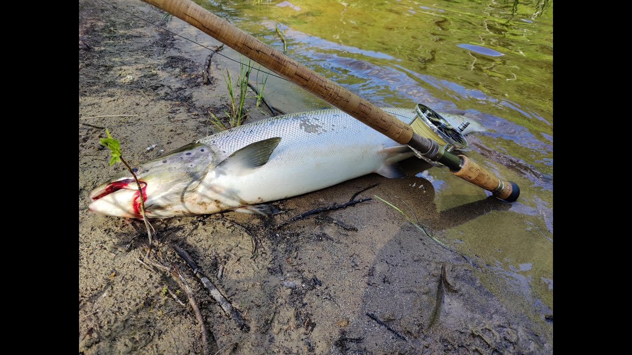 Baltic and Atlantic salmon  2022