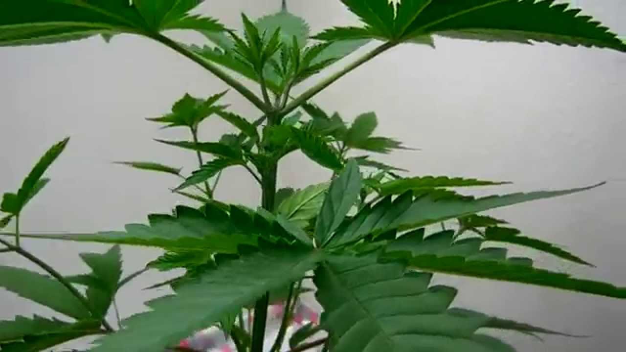 CannaVenture SFVOGxOrtega #7