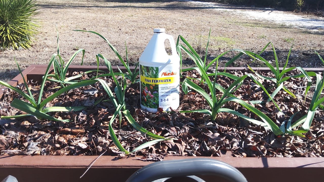 Первая подкормка чесноком 08.02.2026