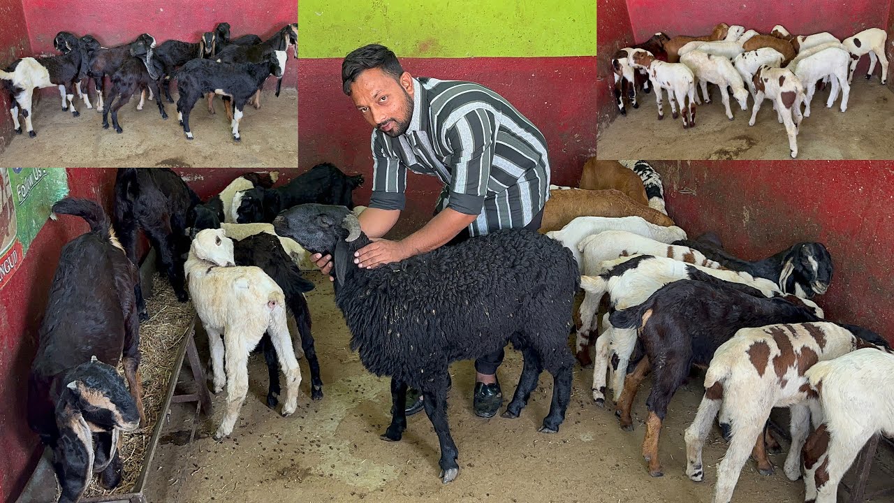 Кота, Карнатака, Гунтур — в наличии различные породы в MGS.