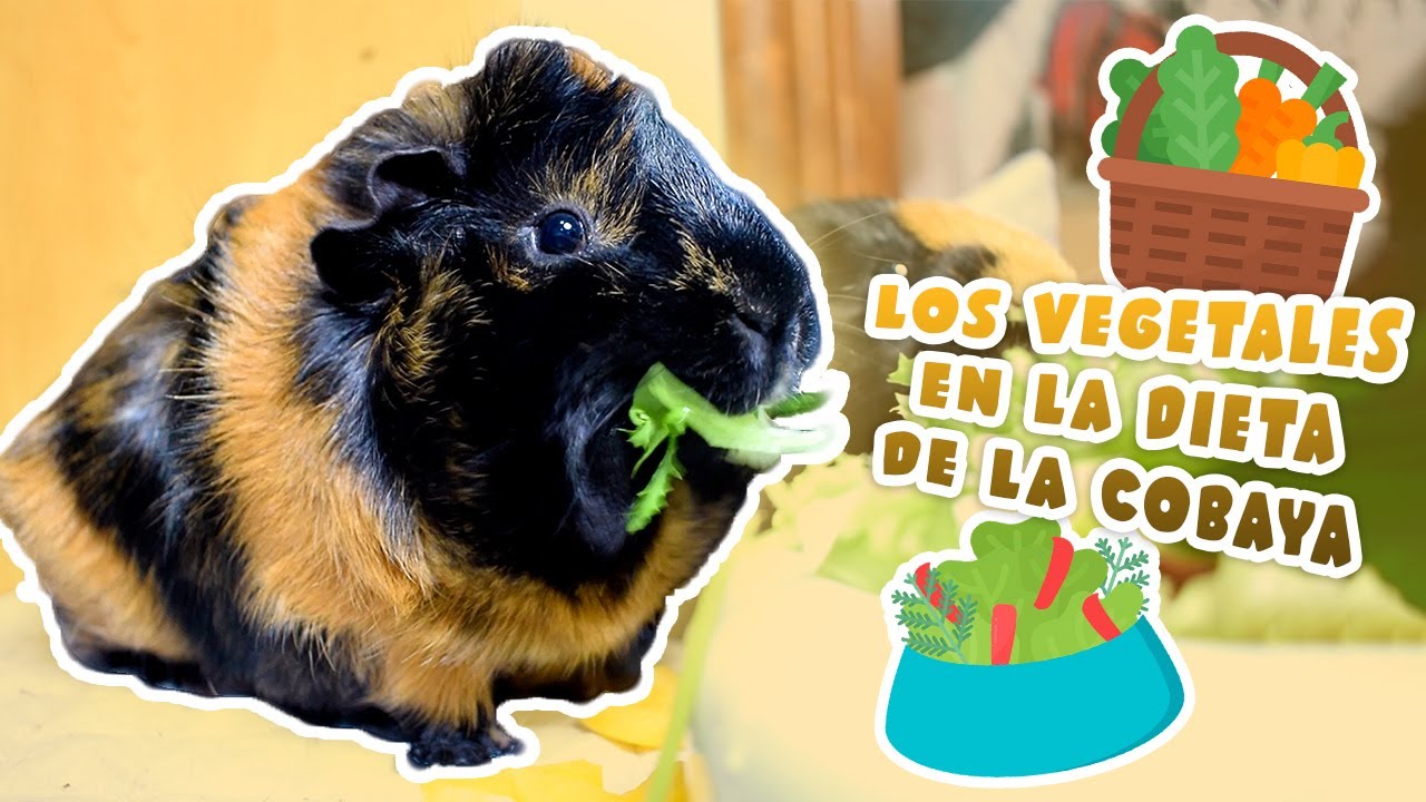 🥬 LOS VEGETALES EN LA DIETA DE LAS COBAYAS / CUYOS / CUYS 🐹Lista de verduras, frutas y plantas aptas