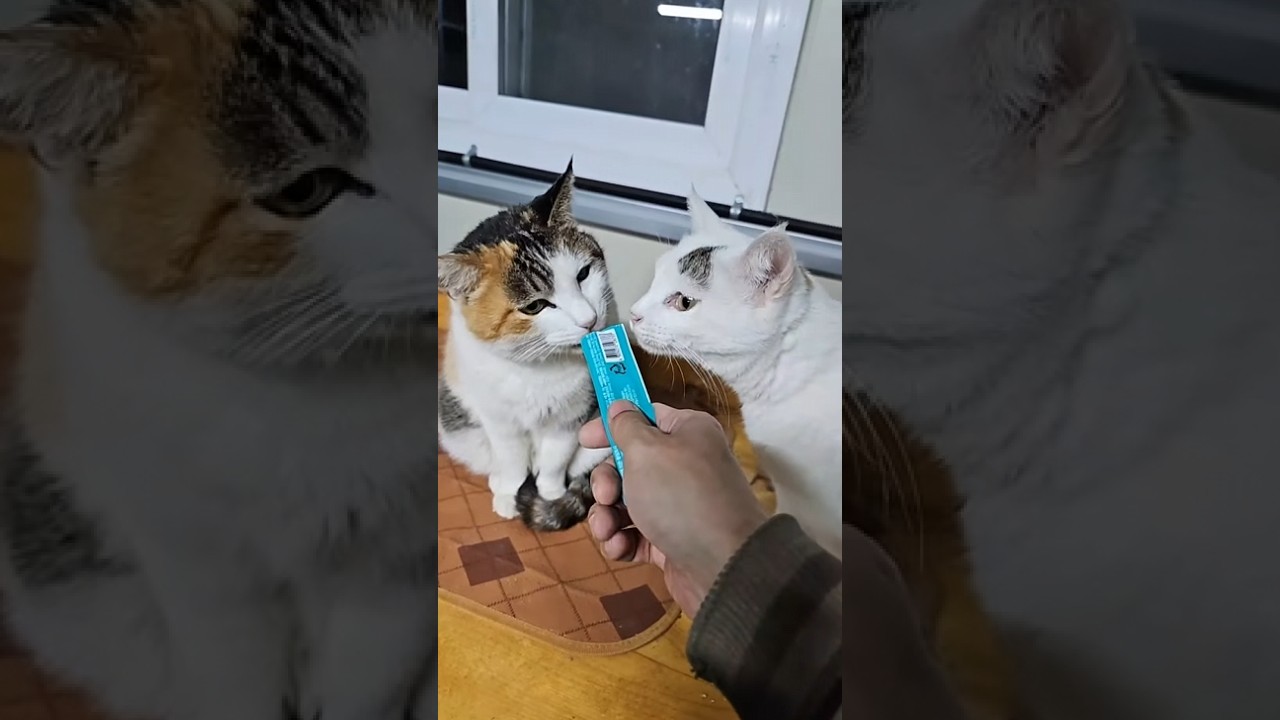 길냥이들 Street Cat 라이브