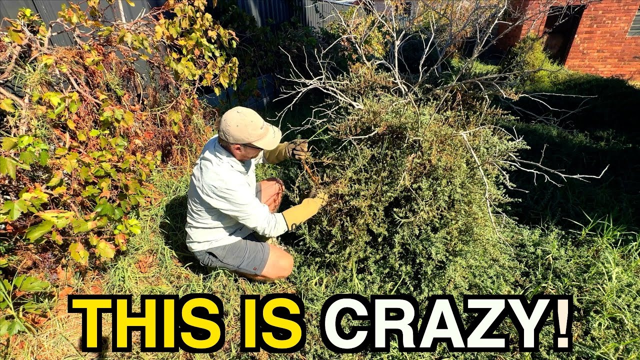 NATURE had TAKEN over this PENSIONERS property - I cleaned it all for FREE! (INSANE TRANSFORMATION)