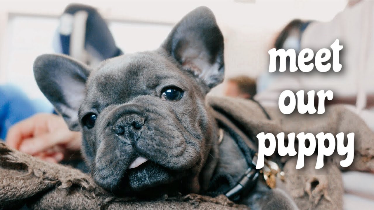 WE GOT A PUPPY! 8 weeks old french bulldog puppy 🐶