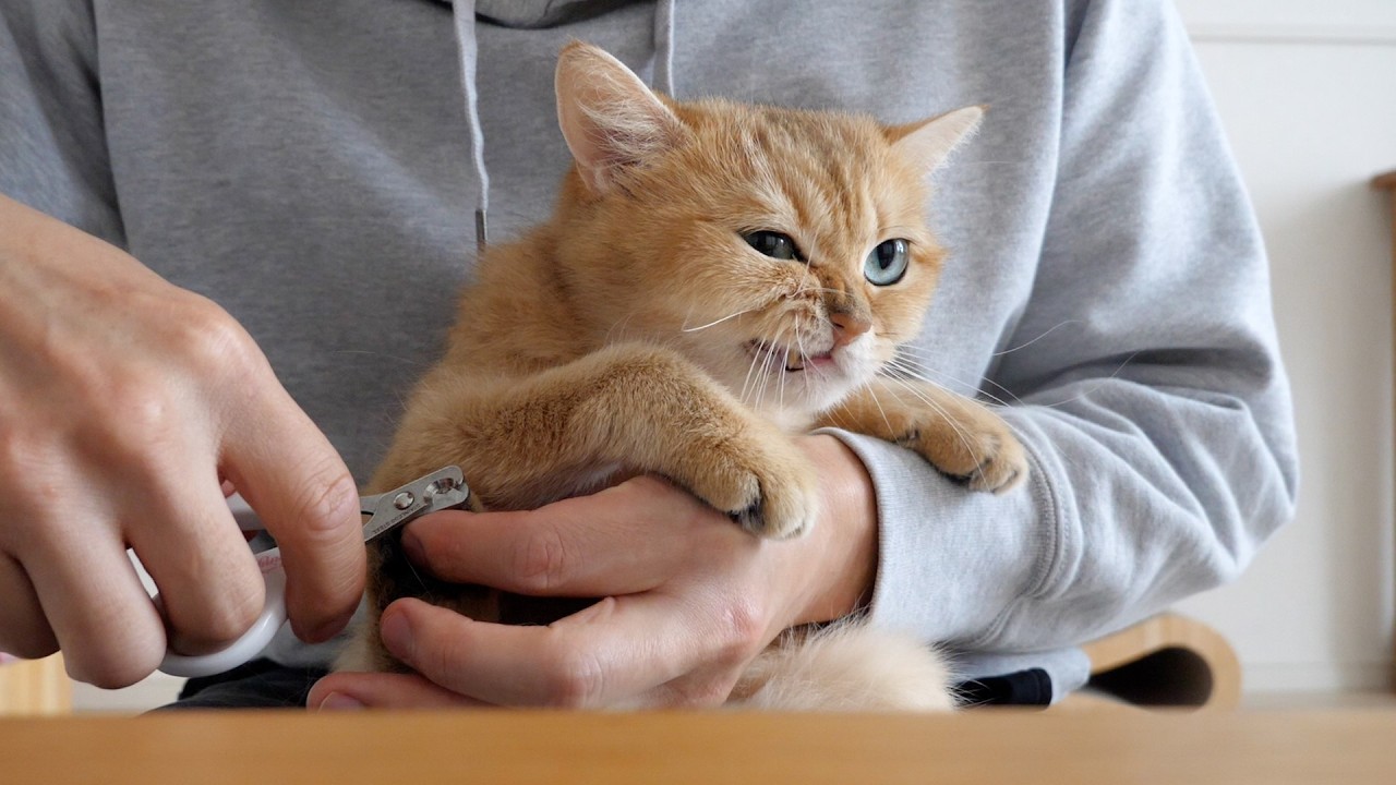When I clipped their nails, the cats became furious and this is what they looked like!