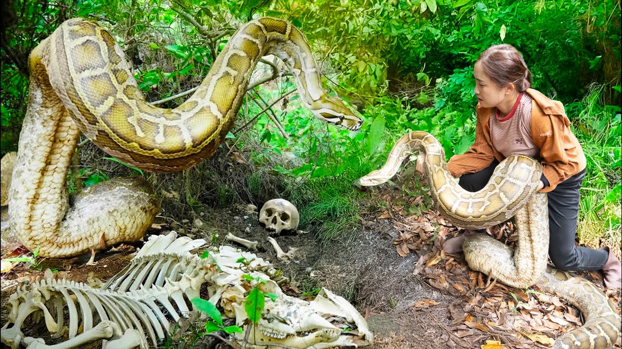 Female hunter tames giant golden python with bare hands | Why does the python protect the skeleton?