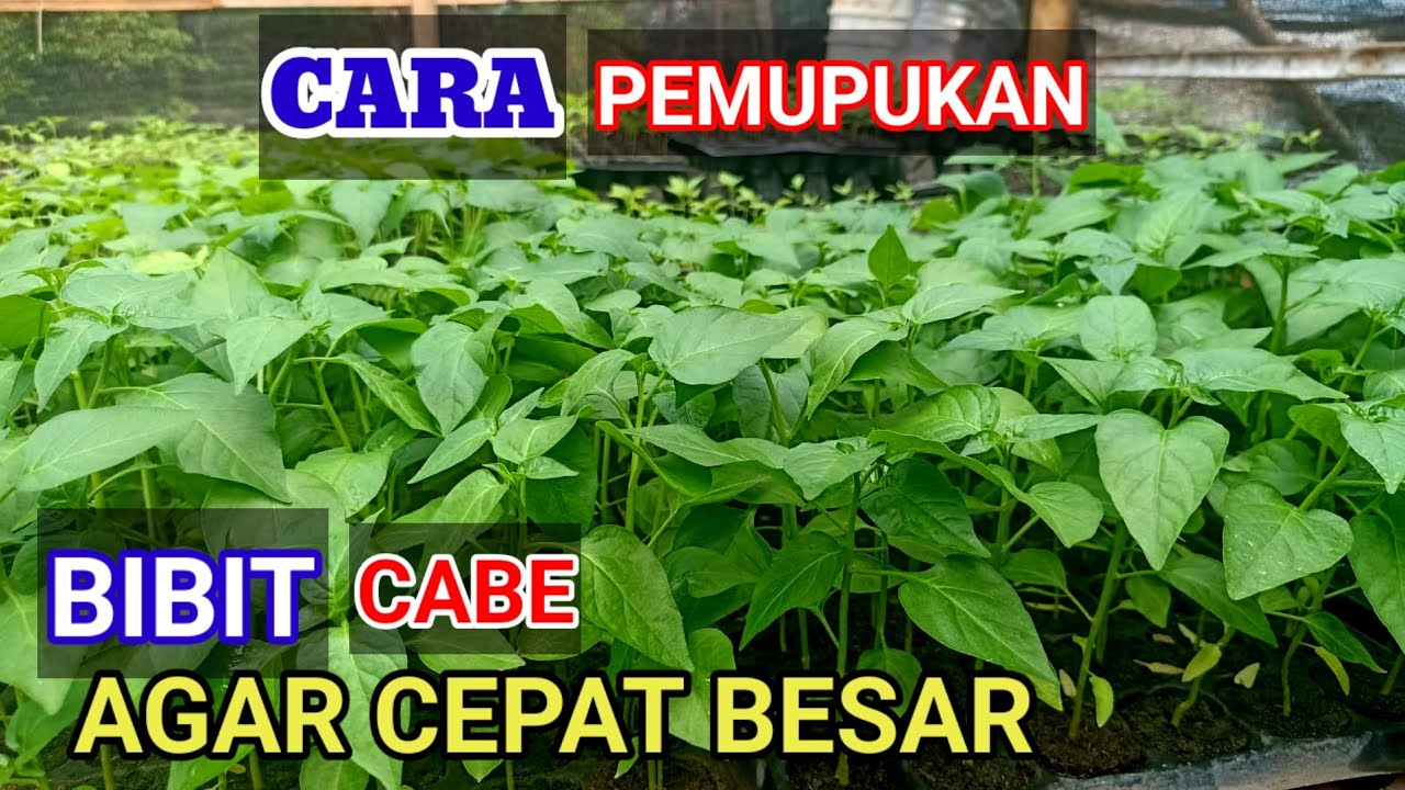 COBA 2 CARA INI !!  PEMUPUKAN BIBIT CABE  AGAR SUBUR BEBAS DARI HAMA