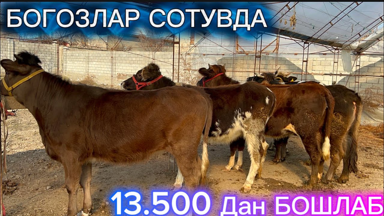 АРЗОНЧИ АКАДАН ЯНА БОГОЗЛАР ВА ЗОТДОРЛАРИ СОТУВДА РАМОЗОН МУБОРАК ХАММАГА 2026.02.19