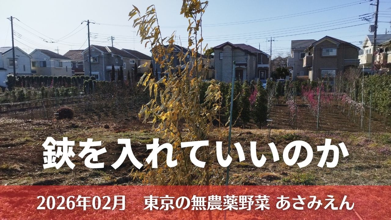 レモンの木の剪定前観察 20260219