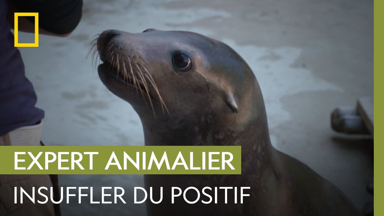 Cette otarie n'&eacute;coute pas les indications de sa soigneuse | UNE SAISON AU ZOO