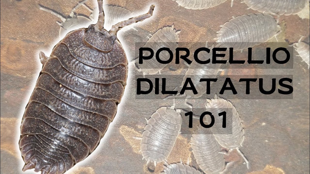 How to care for Porcellio dilatatus