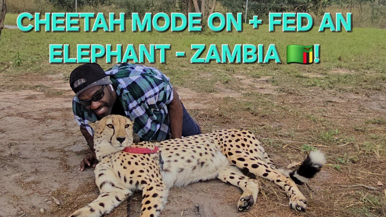 Up Close with Cheetahs & Elephants at Chaminuka Reserve | Lusaka Wildlife Adventure! 🇿🇲🐆🐘