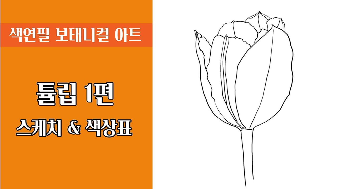 색연필기초/튤립 1편/ 스케치 & 색상표/ 보태니컬아트 기초/ Botanical art /너무~ 쉬운 튤립 그리기