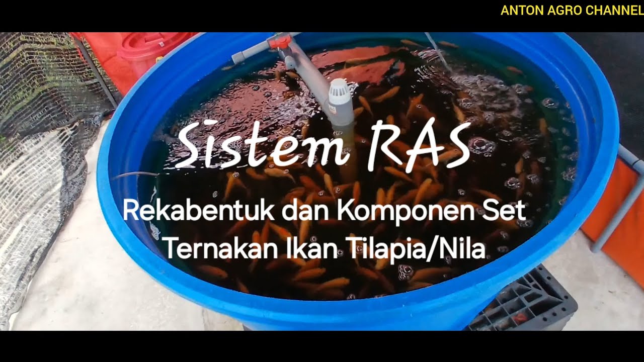 Sistem RAS | Rekabentuk dan Komponen kolam Poly Tank Ikan Tilapia/Nila  secara DIY