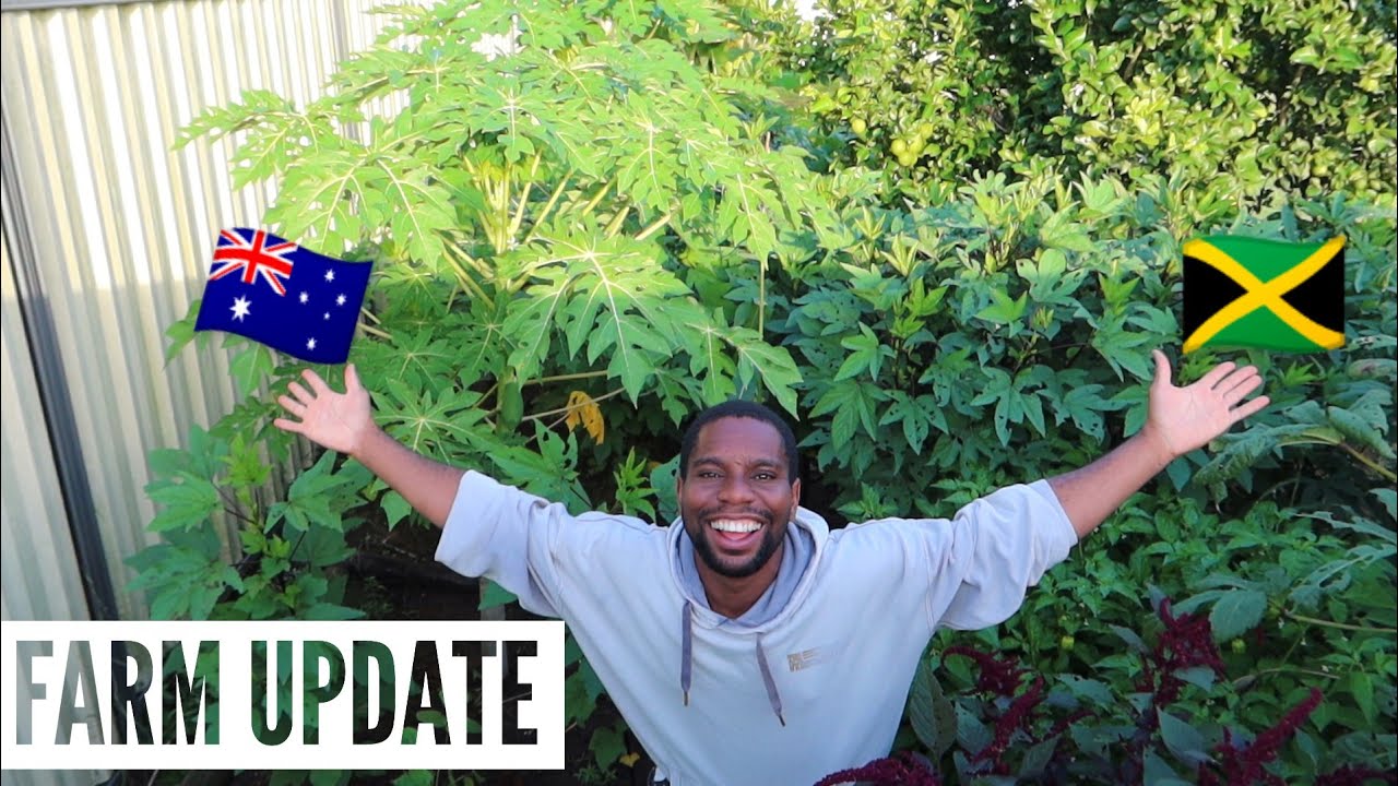 Surprise Garden Tour UPDATE! Jamaican Living In Australia 🇦🇺