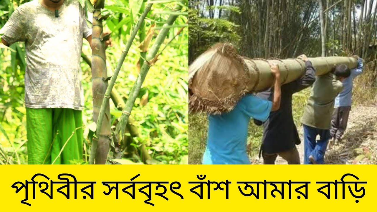 পৃথিবীর সর্ববৃহৎ বাঁশ আমার বাড়ি খুলনা।