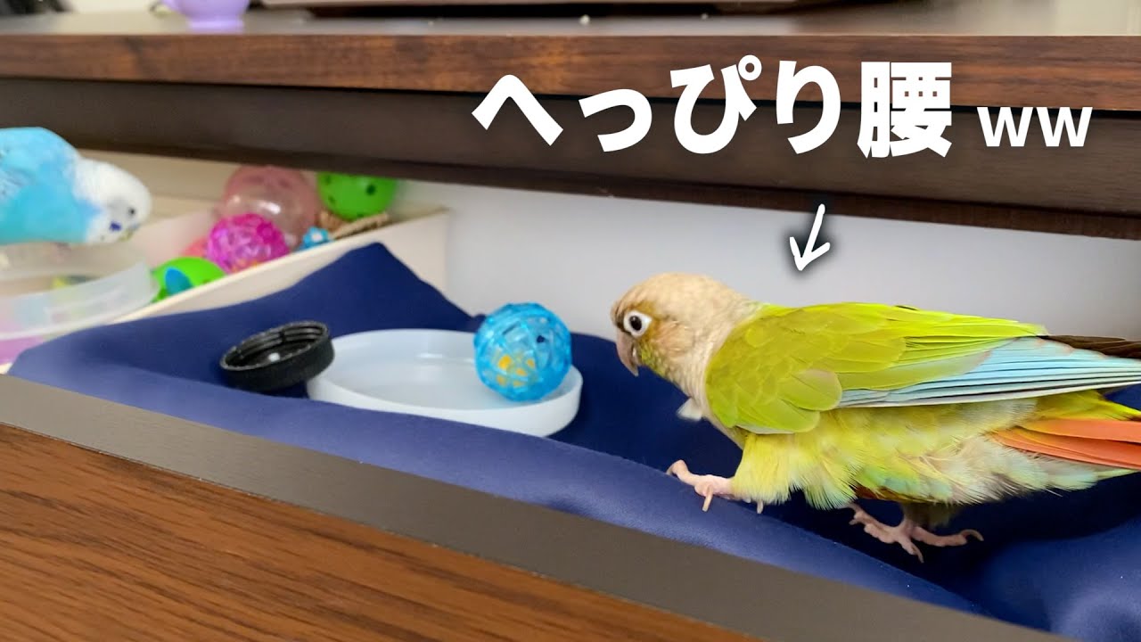 遊びたい一心！へっぴり腰で現れたインコww