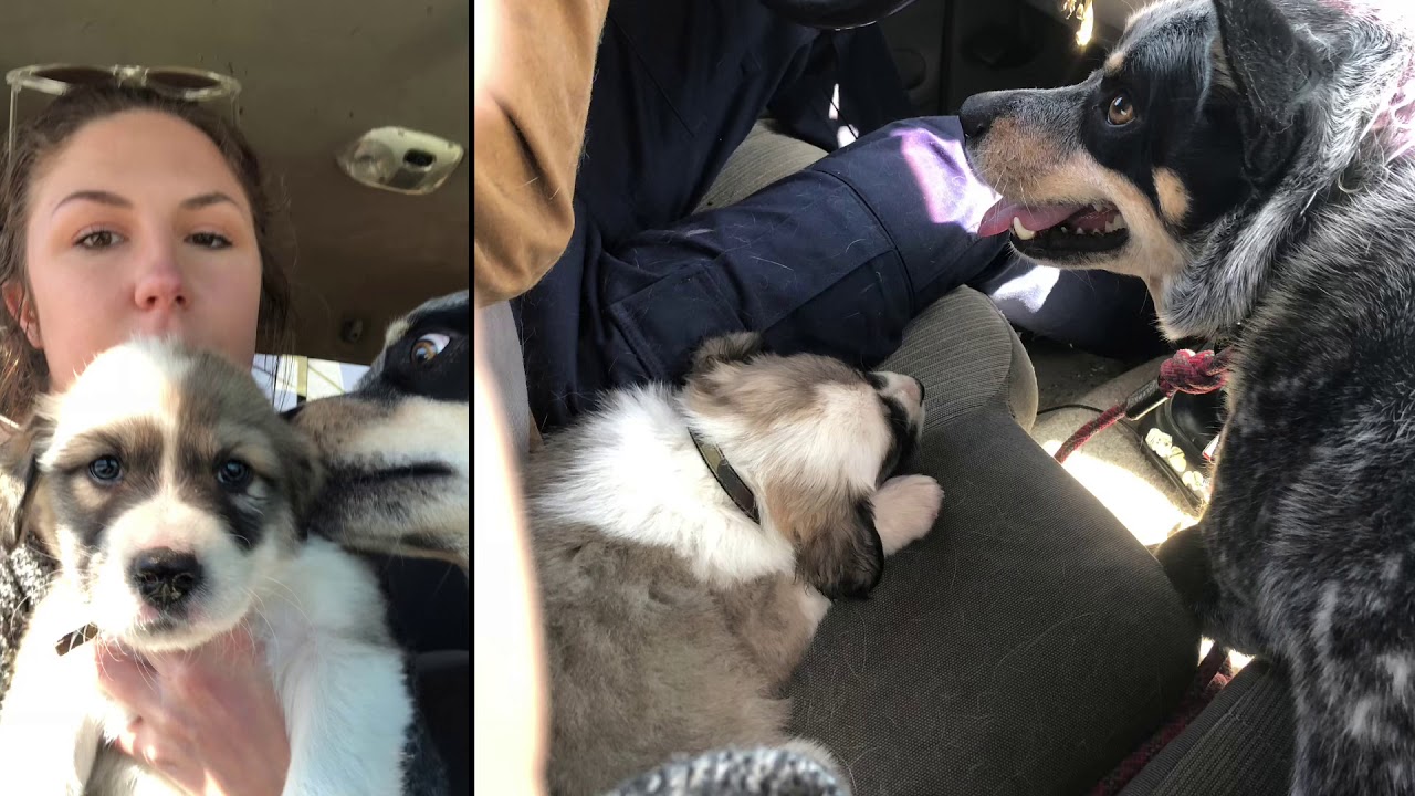 Donnie’s first year - Great Pyrenees Australian Shepherd mix growth timeline