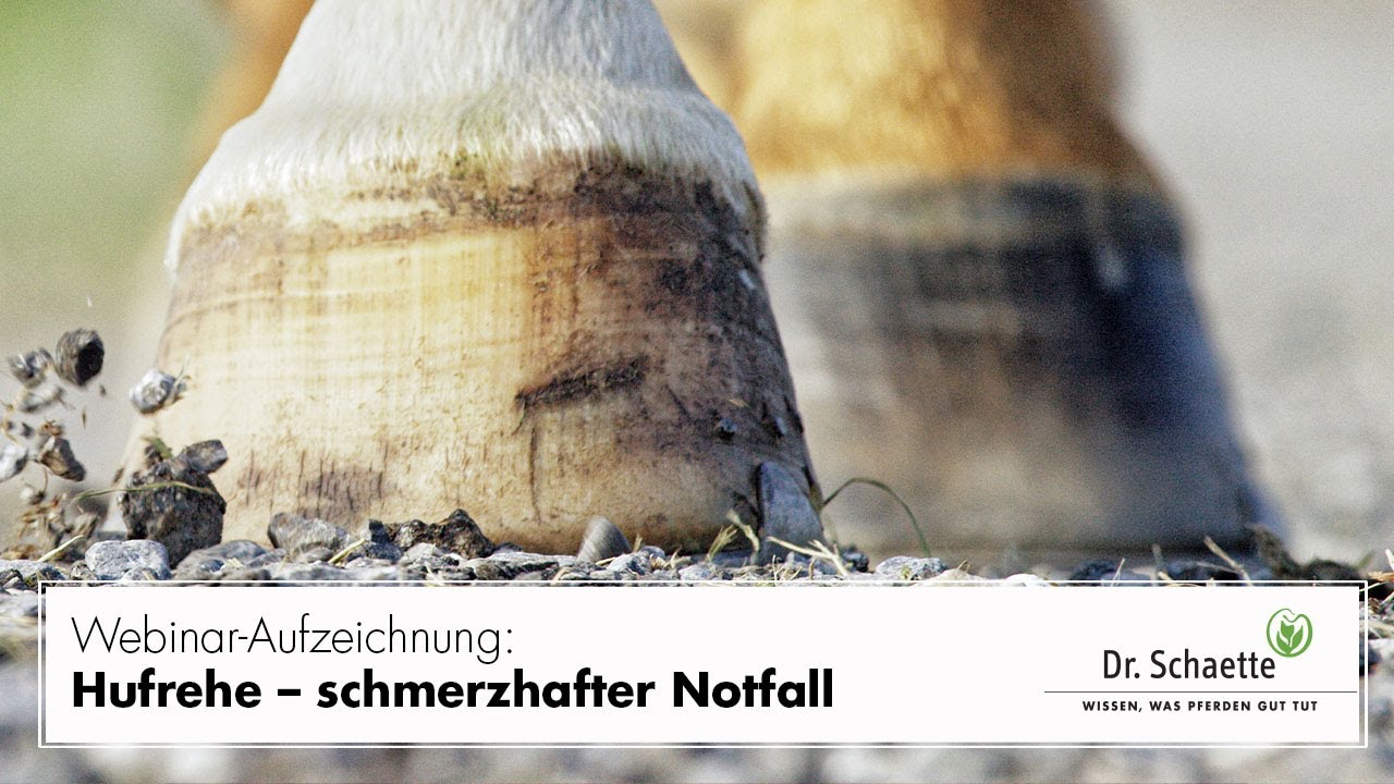 Webinar-Aufzeichnung: Hufrehe – schmerzhafter Notfall