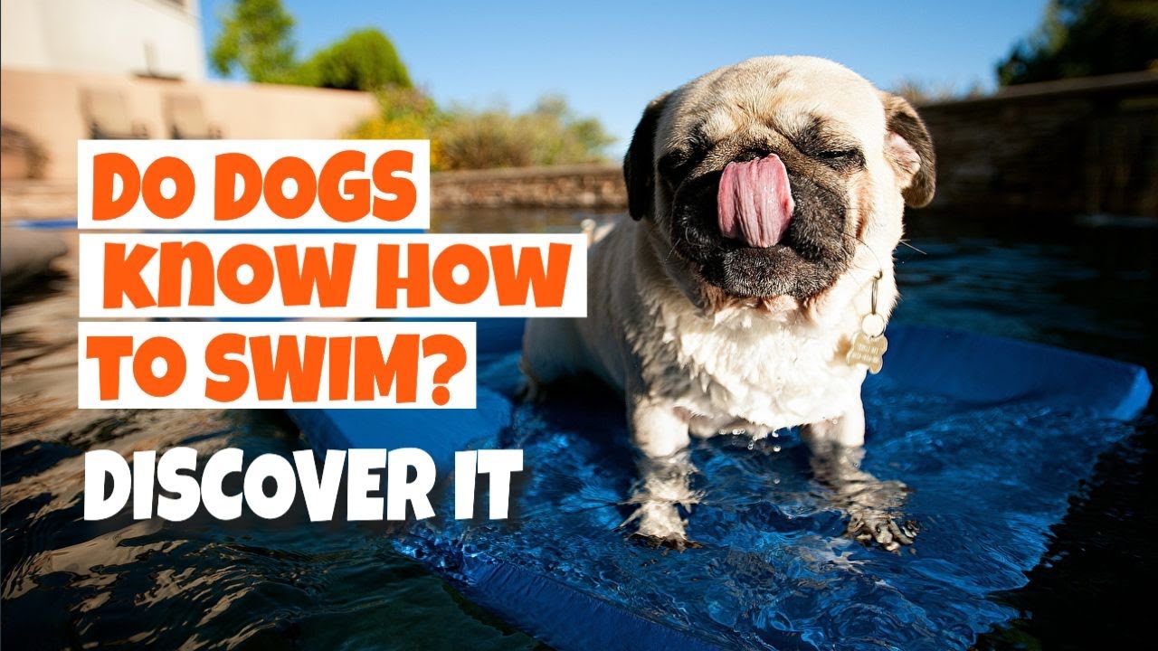 DO DOGS know how to SWIM? 🐶🌊 Discover it