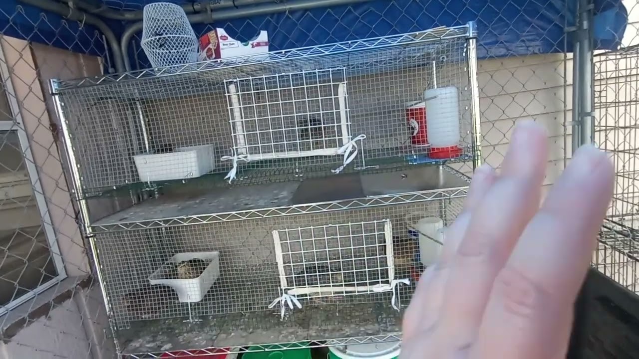 Quail! ~ In Depth Cage Explanation - No Wood Wire Cage