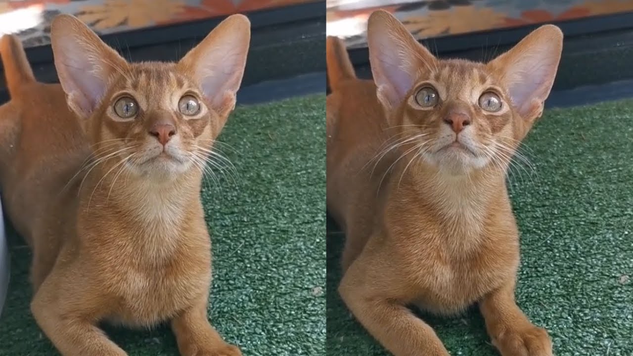 YES, IT'S MORE BEAUTIFUL ABYSINNIAN CATS