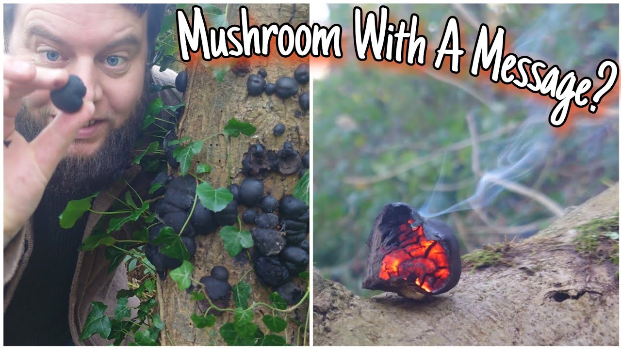 The Fire Fungi 🔥 King Alfred's Cakes (Daldinia Concentrica)