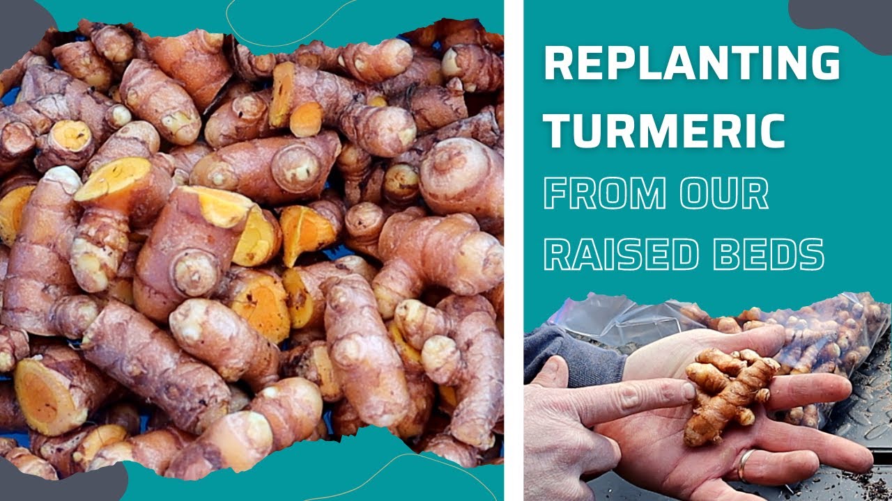 How to Grow and Multiply Turmeric in the Backyard Garden