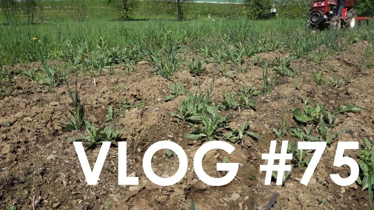 Uprawa kultywatorem i sadzenie ziemniaków | dwa odcinki w jednym | traktorek japoński Yanmar 1300 D