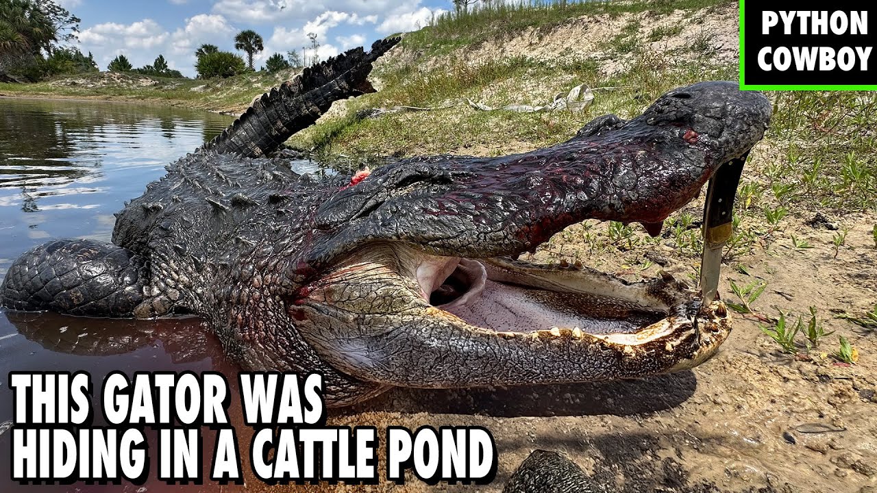 Monster Gator Found in Florida Cattle Ranch Pond