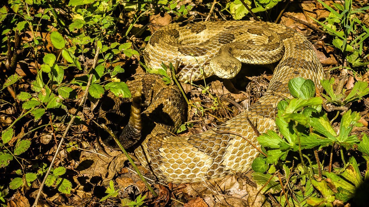 Hiking the Appalachian Trail Pennsylvania with Rattlesnakes- Ep. 14 - BikeHikeSafari