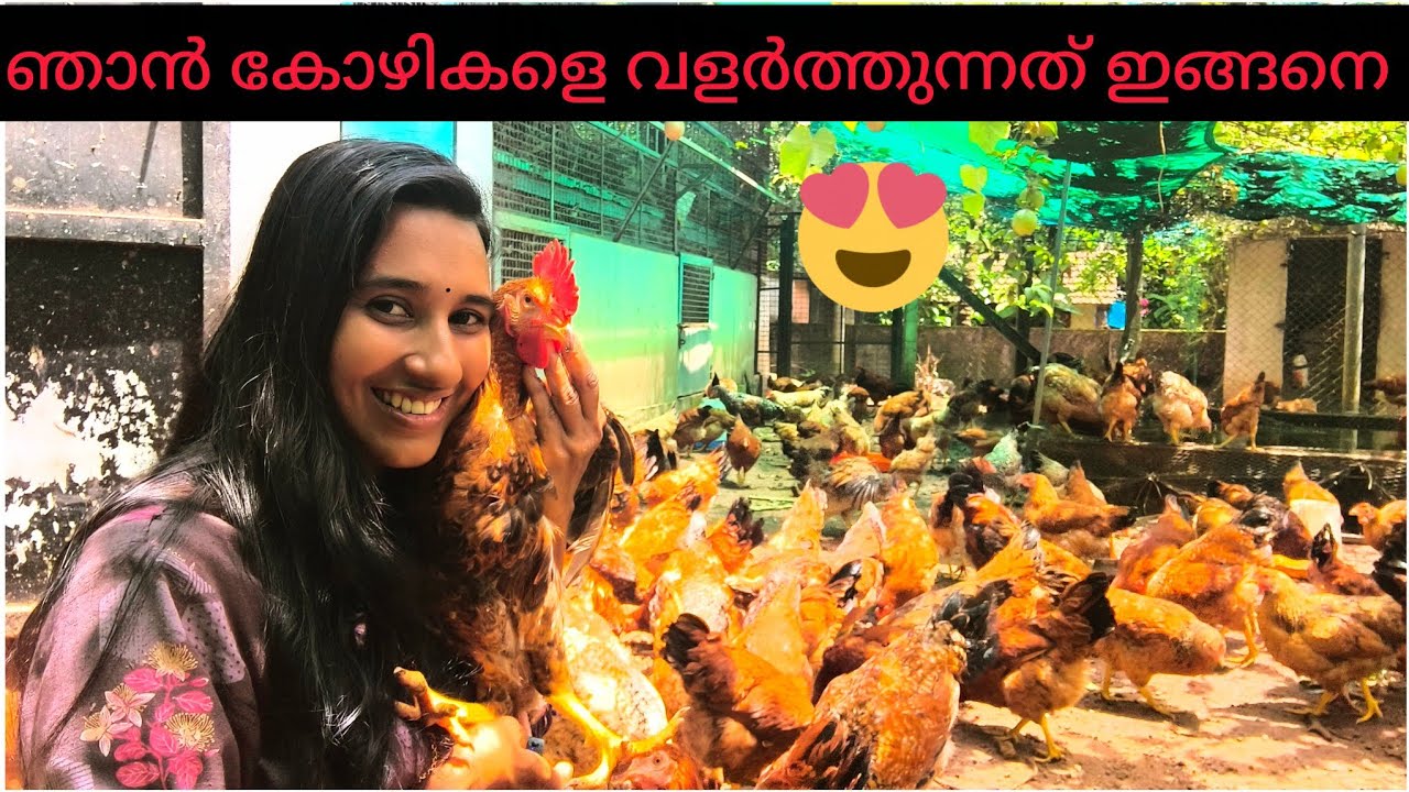 എന്റെ കോഴിവളർത്തൽ രീതി... തുടക്കക്കാർക്ക് ഒരു പ്രചോദനം ആവട്ടെ 🩷#farming # in malayalam language 