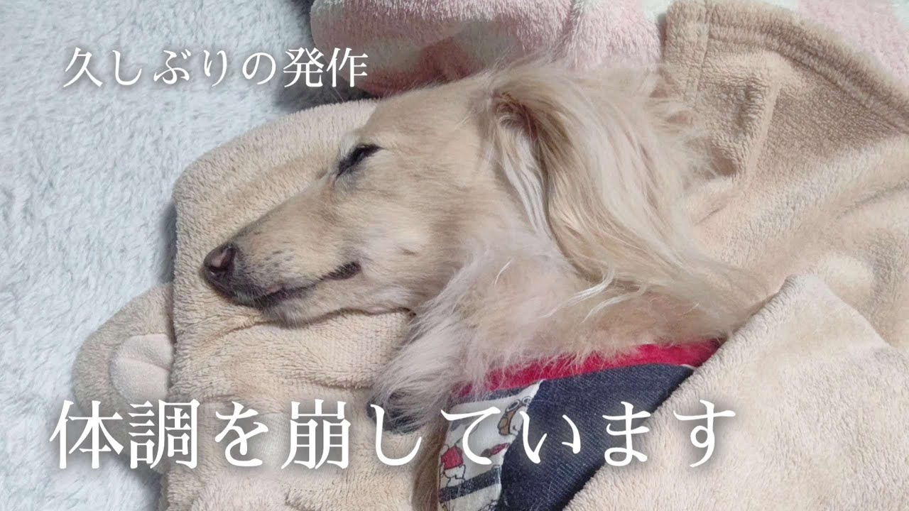 のんちゃんが体調を崩しています。回復しないので病院に行ってきました【カニンヘンダックスのんの】