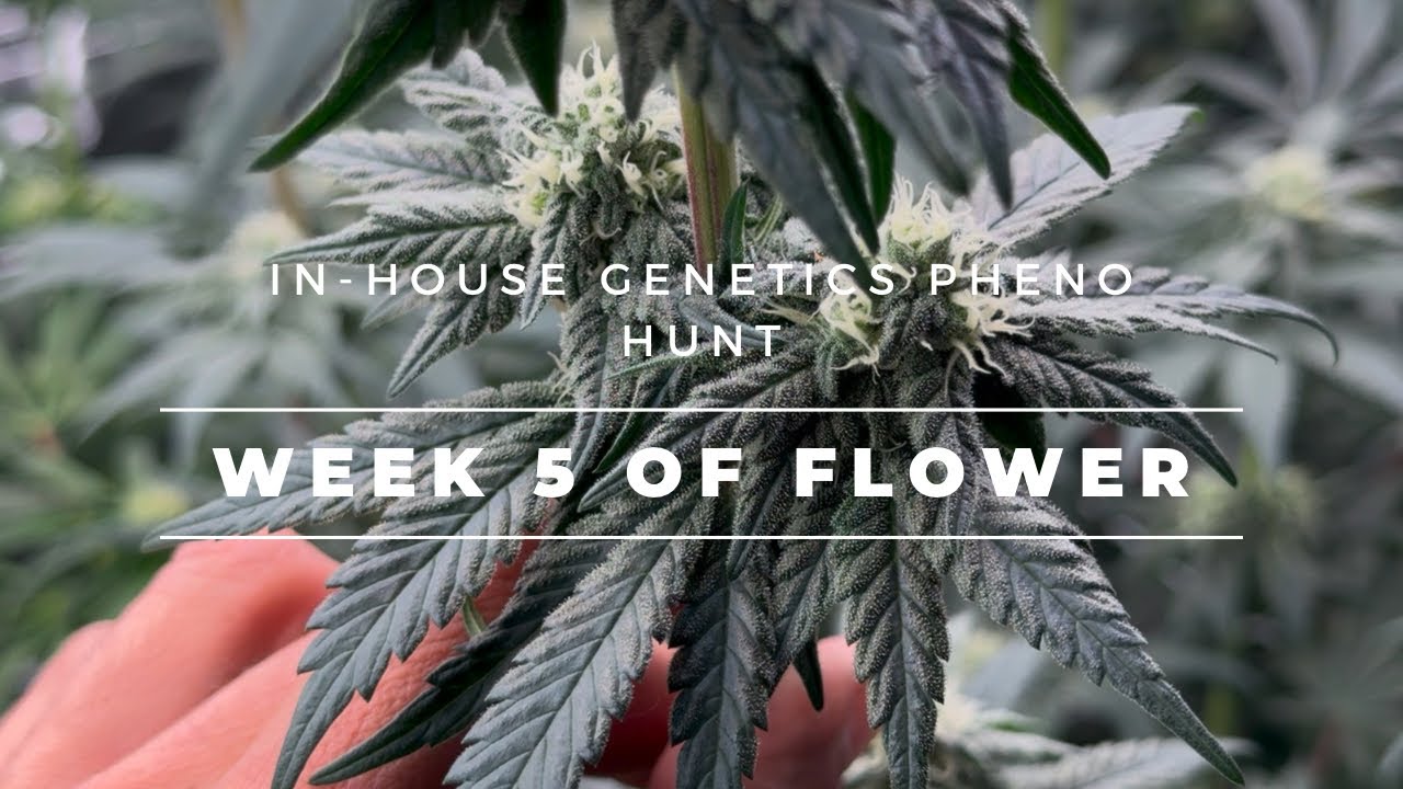 In-House Genetics Pheno Hunt Week 5 of Flower