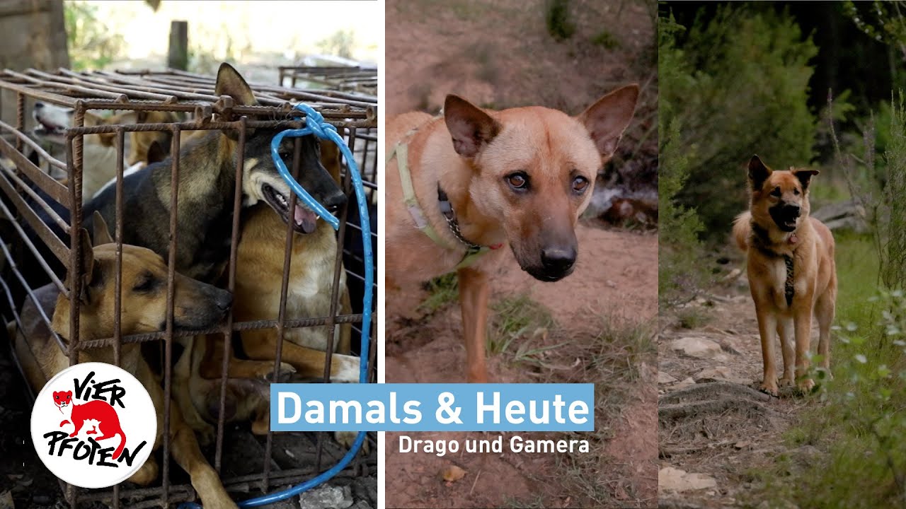 Damals & Heute: Drago und Gamera | VIER PFOTEN