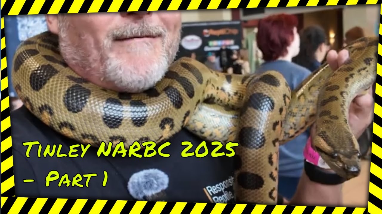 Выставка рептилий NARBC Tinley Park 2025 | Невероятные рептилии, редкие морфы и мой первый опыт! ...
