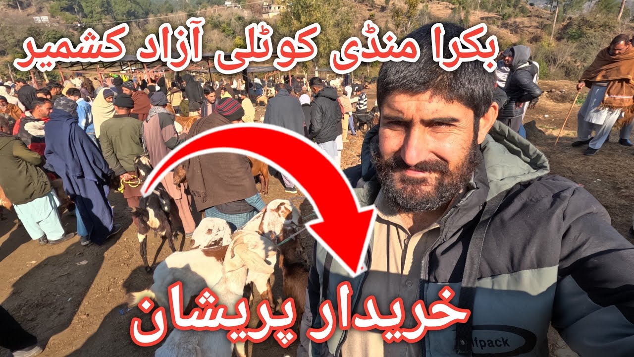 Top quality goats for sale at cheapest price 28 JAN 2026 #goats #mandi 