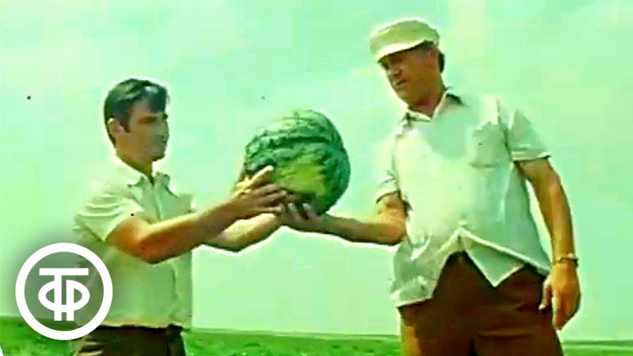 К уборке урожая арбузов. Новости. Эфир 3 августа 1979