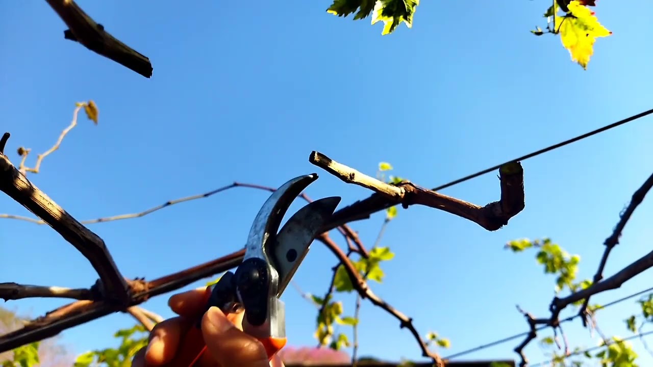 Poda de variedades de uvas enxertadas.