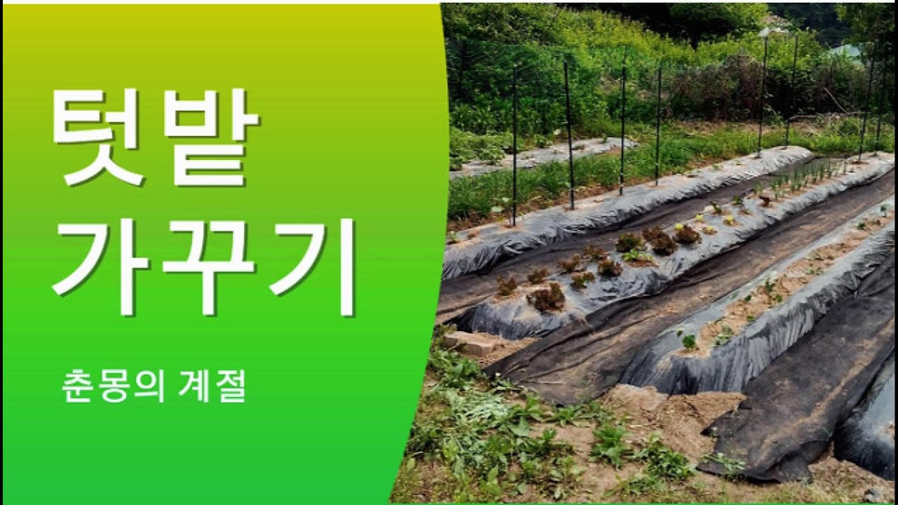 시가 있는 풍경1-텃밭 가꾸기(안영선)   #시집추천 #문학소년 #국어문학 #안영선 #텃밭_가꾸기 #시
