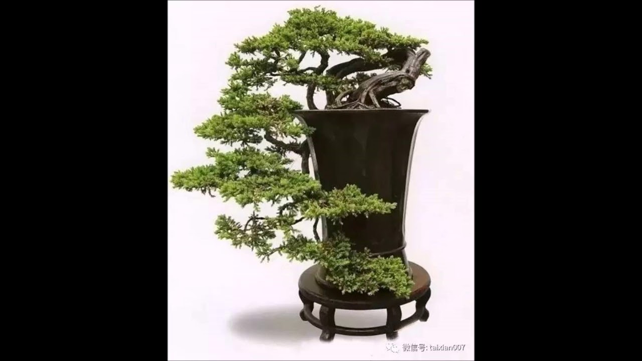 bonsai cascade style
