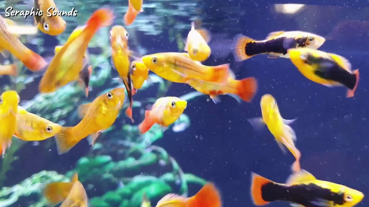 Stunning 4K Aquarium Video – Peaceful Ocean Fish & Coral Reef with Relaxing Sleep Music