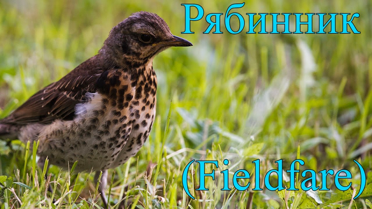 Дрозд рябинник (Fieldfare)