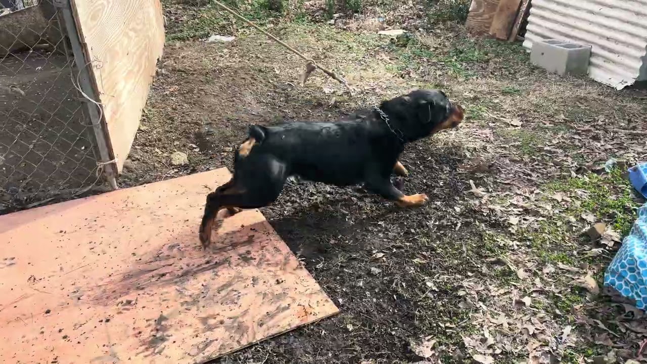 LUNA ROTTWEILER FULL BLOOD  #bulldog #pistenbully #dogbreed #americanbully #rottweilerrottweiler #