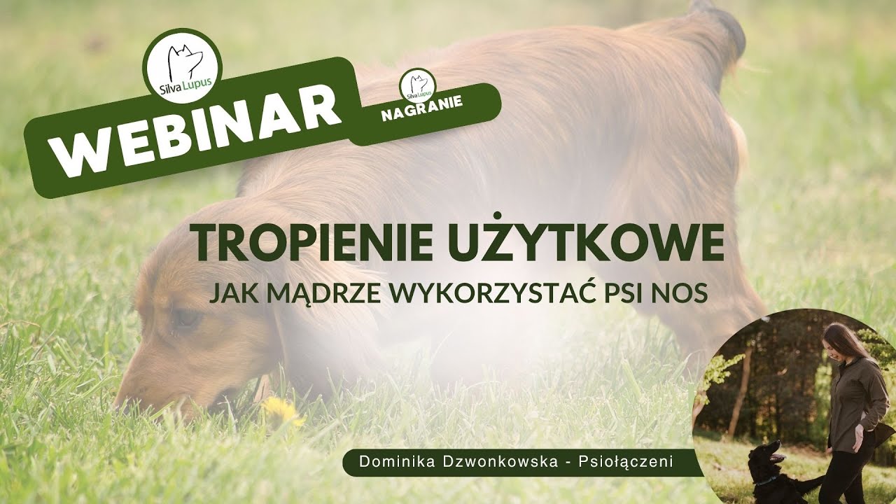 Tropienie użytkowe - jak mądrze wykorzystać psi nos